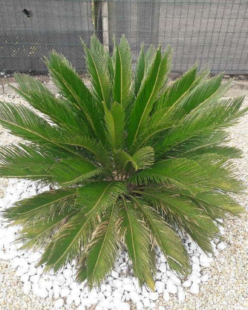 Création et aménagement de jardin à Saint Benoist sur mer par Gaborit PIerrea